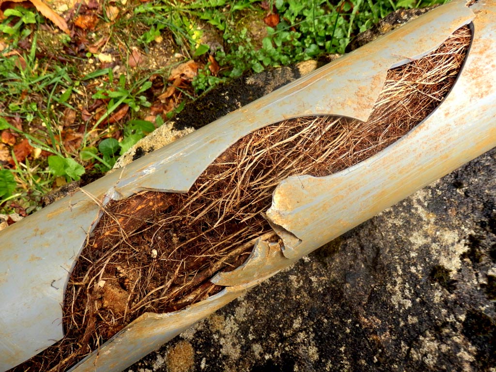 A split pipe filled with tree roots