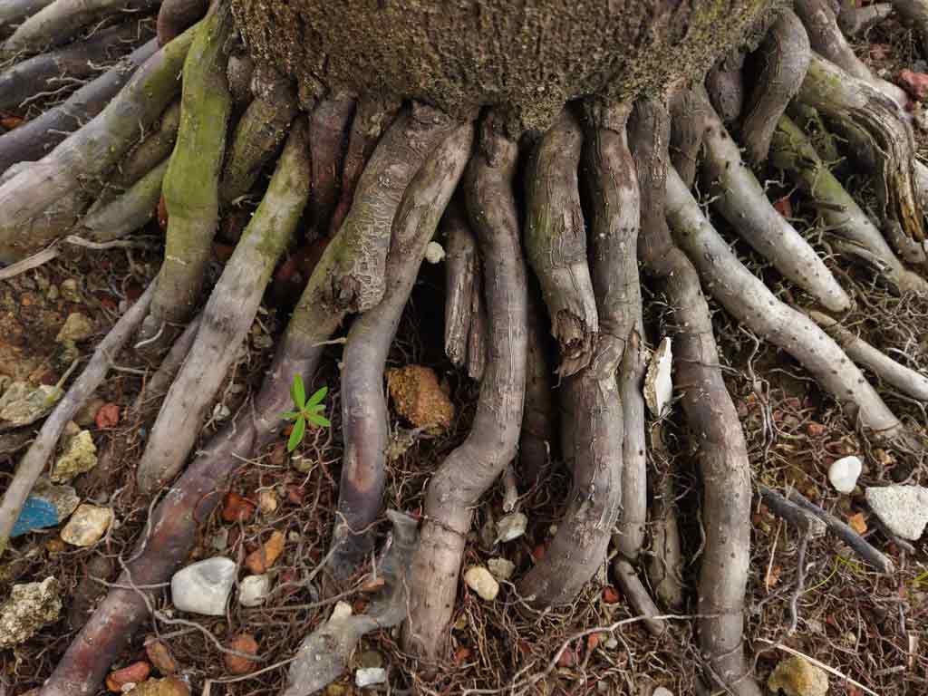 Palm tree roots